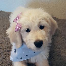 Bear Lake Bearded Retrievers breeder of Goldendoodle