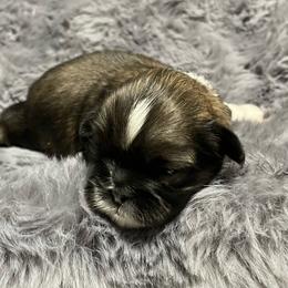 Puppy 2 - Liver and white male Shih Tzu puppy in Kingsley, Michigan from Joseph's Shih Tzus