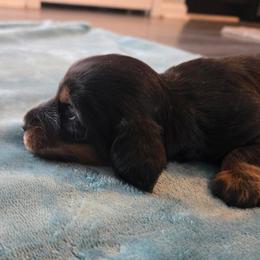Gum drop - Black and tan female Dachshund puppy in Lincolnton, North Carolina from Oakview Kennels
