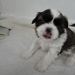 Fiona AKC - Brindle and white female Shih Tzu puppy in Buffalo, New York from Shih Tzu's by Jen