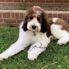Saint Berdoodle All Grown Up from Mason Creek Saint Berdoodles, LLC