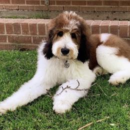 Saint Berdoodle All Grown Up from Mason Creek Saint Berdoodles, LLC