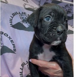 Murphy - Brindle male Boxer puppy in Taft, Tennessee from Hillbillie Boxers