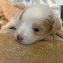Viola - Wheaten female Miniature Schnauzer puppy in Hemet, California from Journee Home Mini Schnauzers