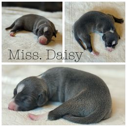 Miss. Daisy - White and blue female Italian Greyhound puppy in Texas from Italian Greyhounds of Frisco