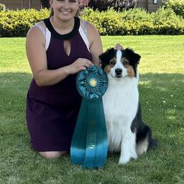 Lexi - Australian Shepherd