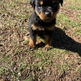 Boy 3 - Black and mahogany male Rottweiler puppy in Smyrna, Georgia from HYIQ