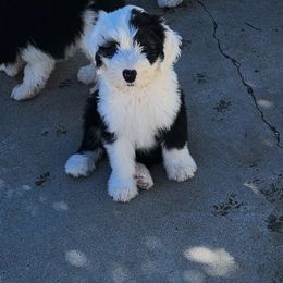 Boy 2 black - Gray and white Old English Sheepdog puppy in Anaconda, Montana from Mt. Haggin OES