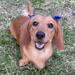 FRANKIE - Dachshund