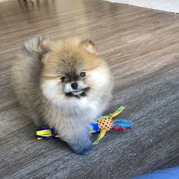 Lexi - Orange sable female Pomeranian puppy in Citrus Heights, California from Yev and Marina's Pomeranians (AKC)