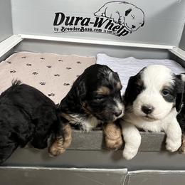 Golden Aussiedoodle and Goldendoodle Puppies from Wild Rose Tiny Poodles & Doodles