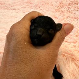 A - Blue female Poodle puppy in Hilo, Hawaii from Premium Teacup Puppy of Hawaii