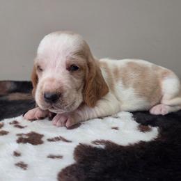 Axel - Red and white male Basset Hound puppy in Denison, Texas from Emma Lou's Baby Bassets