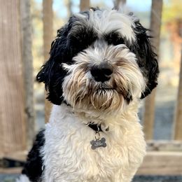 Zorro - Australian Labradoodle