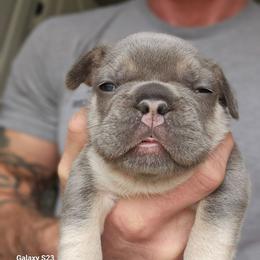 Girl 1 - Blue female French Bulldog puppy in High Ridge, Missouri from St Louis Frenchies
