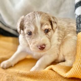 Red Man - Red merle male Aussiedoodle puppy in Eastman, Georgia from Dood B Ranch