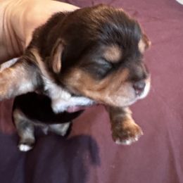 Yorkshire Terriers from Jackson Puppies