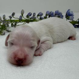 Tristan - Piebald male Dachshund puppy in Pulaski, Tennessee from Billboard Doxies