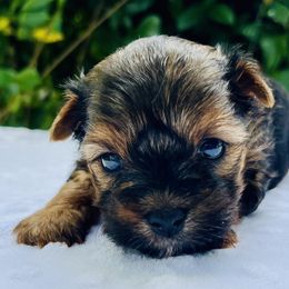 Sweet Susie - Black tan and white female Biewer Terrier puppy in Bunnell, Florida from Royal Biewer and Royal Aussies