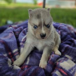 Rye - Merle female Pomsky puppy in Mc Callsburg, Iowa from SZ Rolling Acres LLC
