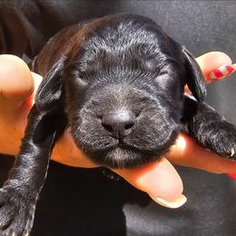 Neptune - Black male Cockapoo puppy in Indiahoma, Oklahoma from Phamily Doodles