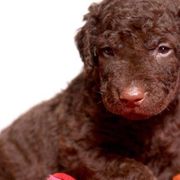 Curly-Coated Retriever Puppies from Tyneside Curlies