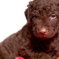 Curly-Coated Retriever Puppies from Tyneside Curlies