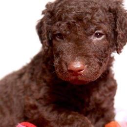 Curly-Coated Retriever Puppies from Tyneside Curlies