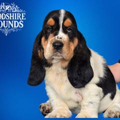 Storm Bear - Black and white Basset Hound puppy in Melbourne, Florida from Woodshire Hounds
