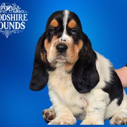 Storm Bear - Black and white Basset Hound puppy in Melbourne, Florida from Woodshire Hounds