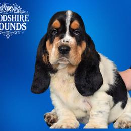 Storm Bear - Black and white Basset Hound puppy in Melbourne, Florida from Woodshire Hounds