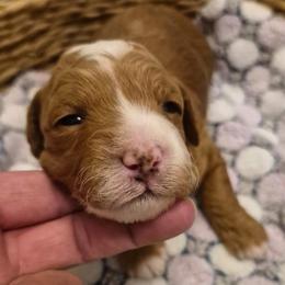 LR-Peach Girl - Red  female Goldendoodle puppy in Lewisville, Texas from Texas Goldendoodle Lovers