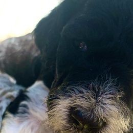 Rio - Poodle puppy in Redding, California from Canyon Creek Kennels