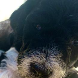 Rio - Poodle puppy in Redding, California from Canyon Creek Kennels
