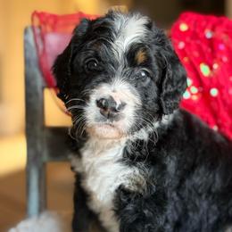 Angel - Tri-color female Bernedoodle puppy in Carlotta, California from Lost Coast Bernese Mountain Dogs