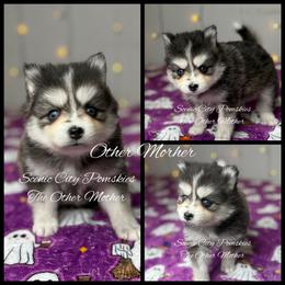 The Other Mother - Black and white female Pomsky puppy in Rossville, Georgia from Scenic City Pomskies