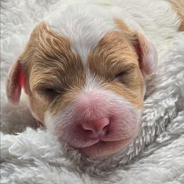 Lightning - Blenheim male Cavapoo puppy in Glendale, Arizona from Cool Cavapoos