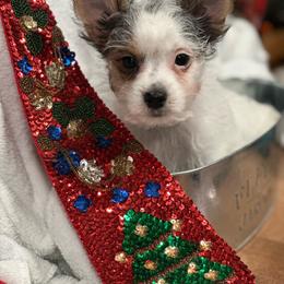 Patches - Parti Yorkshire Terrier puppy in Roopville, Georgia from Rodney/Lisa Williams