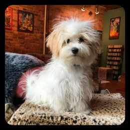Maltipoo, Poodle, and Shichon All Grown Up from Family Teddy Bears