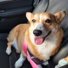 Luna - Pembroke Welsh Corgi