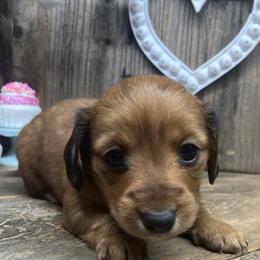 Dachshund puppies from CountrySide Wieners