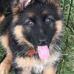 German Shepherd Puppies from Chapel Hill Shepherds