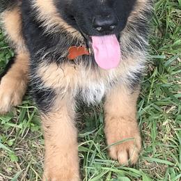 German Shepherd Puppies from Chapel Hill Shepherds