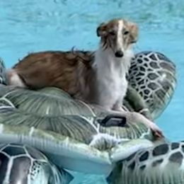Posey - Silken Windhound