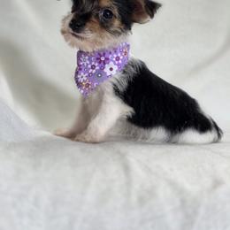 Parti Girl - Parti female Yorkshire Terrier puppy in Aiken, South Carolina from Sio's Yorkies