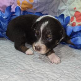 Boy 6 - male Australian Shepherd puppy in Lakeland, Florida from Aussies of Hope LLC