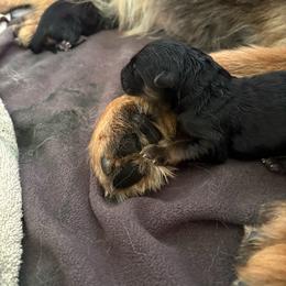 Isobeya - Black and red female German Shepherd puppy in Aurora, Illinois from Fairhaven German Shepherds
