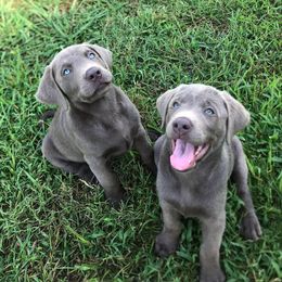 Dilute Retrievers and Labrador Retrievers from Straight Shooter Labradors