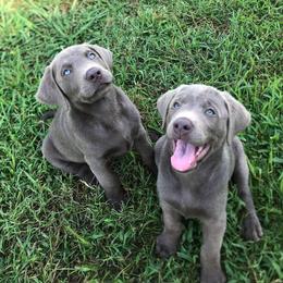 Dilute Retrievers and Labrador Retrievers from Straight Shooter Labradors