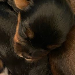 TBD - Black and tan Yorkshire Terrier puppy in Raytown, Missouri from The Yorkie Playpen